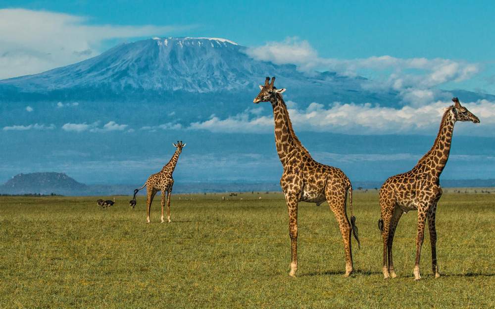 10 Day Itinerary through Nairobi, Masai Mara, Lake Nakuru, Lake Naivasha, Amboseli National Park and Diani Beach