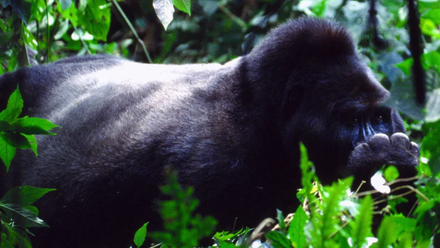 3-Day Safari Itinerary to Bwindi Impenetrable Forest & Queen Elizabeth National Park for Datmac Safaris