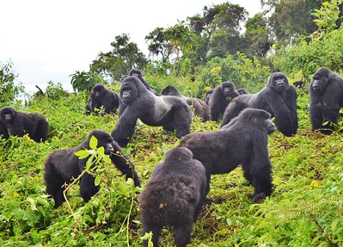 3-Day Gorilla Trekking Safari - Rwanda